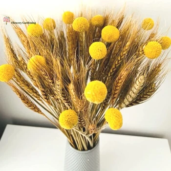 Естествен букет от истински пшенични помощ, сухи цветя, домашен интериор в стил Пампасите бохо, аксесоари за сватбени партита, реквизит за снимки, изкуствени цветя