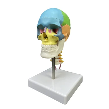 Модел на черепа, цвят на лицето K92F с шейным позвонком, анатомическая модел, медицински пособия за преподаване в клас на природните