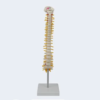 Модел на човешкия гръбначния стълб 45 см с крестцом Анатомия на човека Медицинска модел на Училищни медицински учебни помагала Модел на човешкия гръбначния стълб 45 см с крестцом Анатомия на човека Медицинска модел на Училищни медицински учебни помагала 0